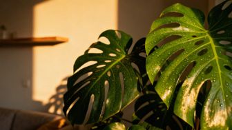 Monstera - jak dbać, aby miała zdrowe liście i pięknie rosła?