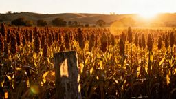 Sorgo — co to jest i jakie ma właściwości?