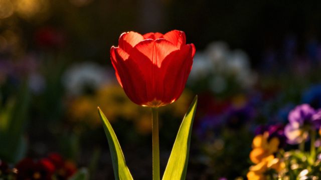 Wiosenny kwiat w krzyżówce — jak znaleźć odpowiedzi?