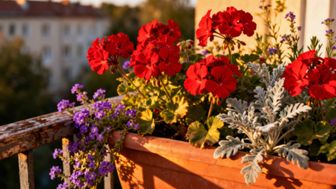 Z czym łączyć pelargonie na balkon? Idealne rośliny do kompozycji