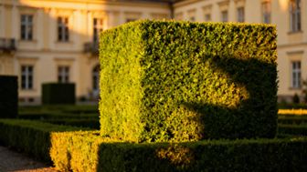 Żywopłot bukszpanowy — jak sadzić i pielęgnować?