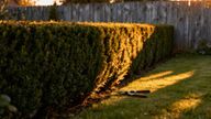 Żywopłot z cisa — jaką odległość od ogrodzenia zachować?