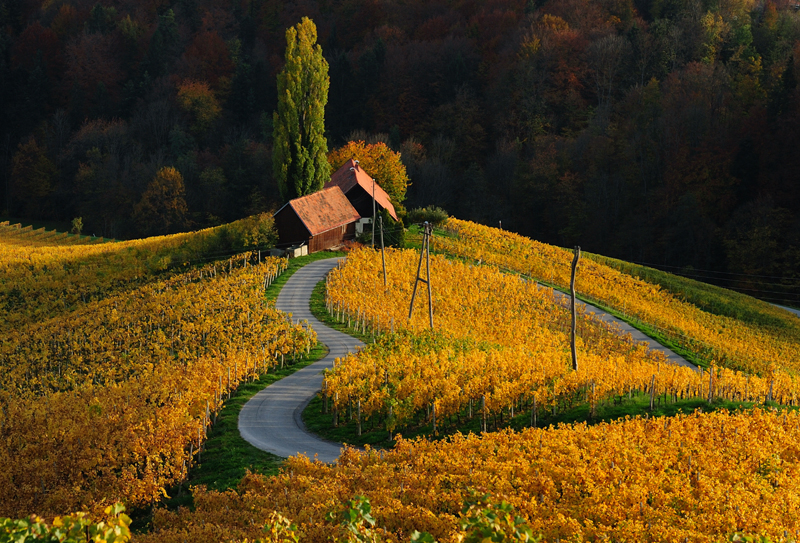 Albert Ceolan „Vineyards”, słoweńskie pola winorośli w kształcie serca