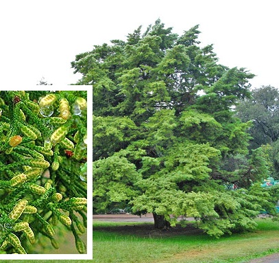 Halocarpus biformis 