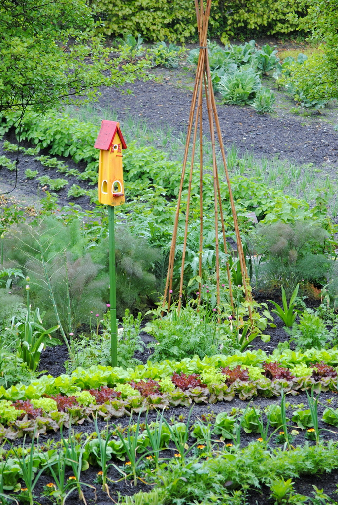 Ogród kuchenny w Eden Project. Fot. K Bellingham