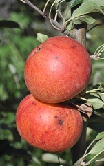 Koksa Pomarańczowa