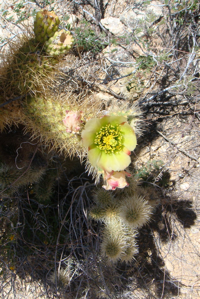 Kwitnące kaktusy w Arizonie. Fot. Jacek Lasota