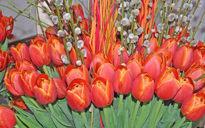 Wystawa tulipanów w Warszawie