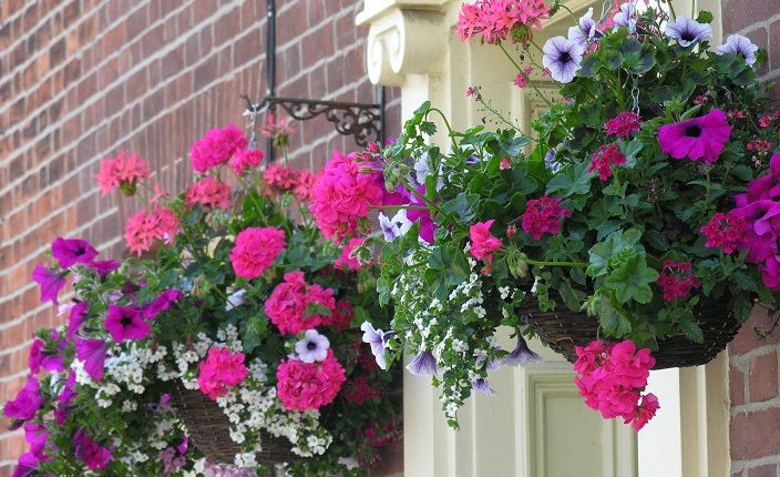 Kwiaty balkonowe – co zrobić, żeby były piękne