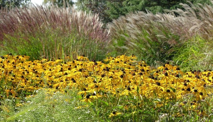 Rudbekia i jeżówka – kwiaty amerykańskiej prerii