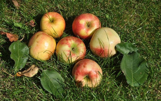 Jabłoń domowa