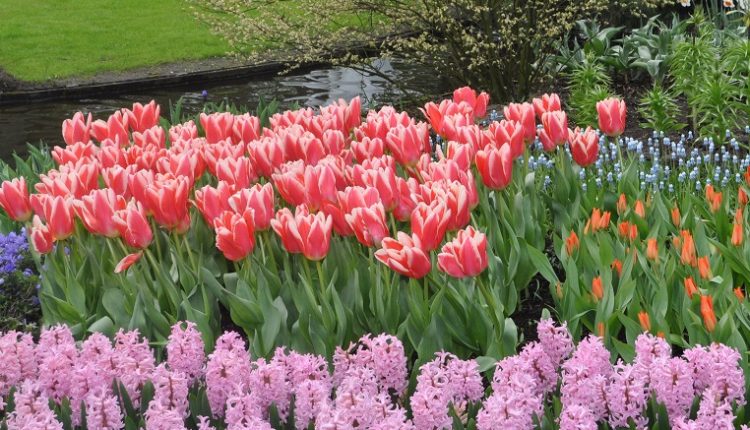 Magazyn – Poznaj tulipany