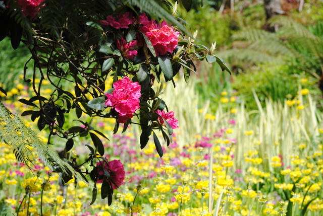 Rododendrony do każdego ogrodu