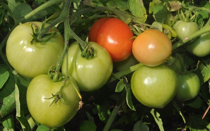 Uprawiamy pomidory gruntowe ekologicznie – cz. I