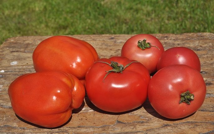 Uprawiamy pomidory gruntowe ekologicznie – cz. II