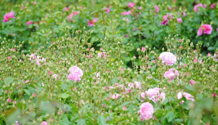 Jakie nowe oraz angielskie róże warto posadzić w ogrodzie?