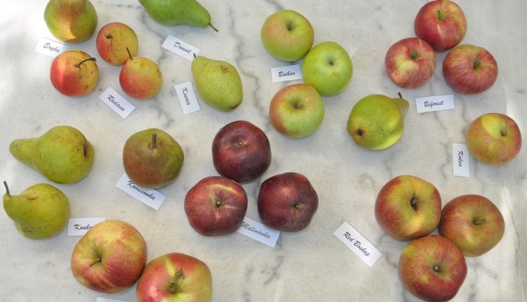 Odmiany jabłoni do ogrodu przydomowego