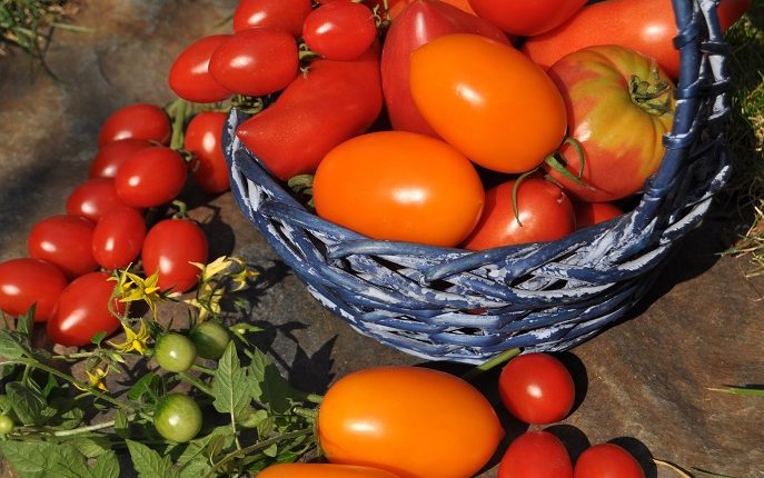 Pomidory – jakie odmiany warto mieć w warzywniku
