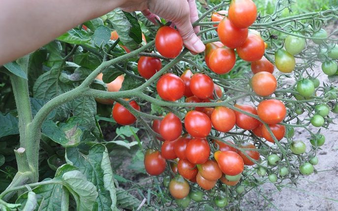Odmiany pomidorów koktajlowych w uprawie gruntowej