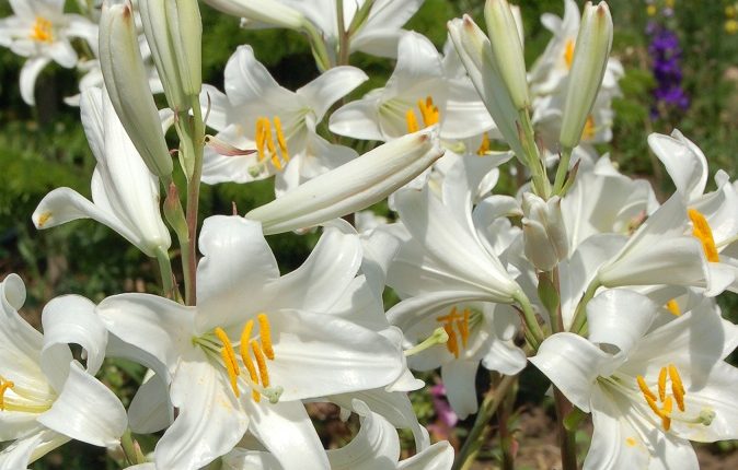 Lilie botaniczne – rady dla początkującego kolekcjonera