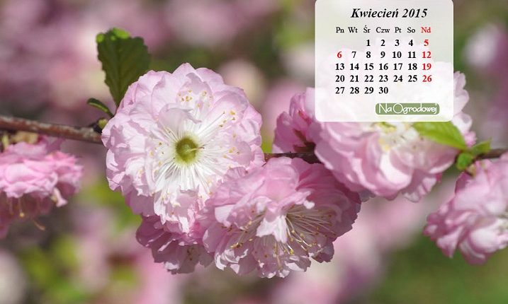 Kalendarz na pulpit, kwiecień 2015