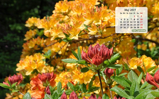 Kalendarz na pulpit, maj 2015