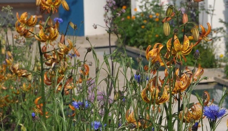 Lilie martagon, delikatne rośliny do naturalnego ogrodu