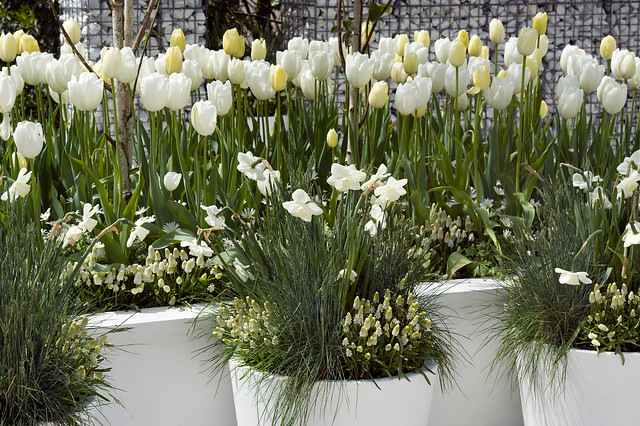Wiosenne kwiaty cebulowe w odcieniach bieli
