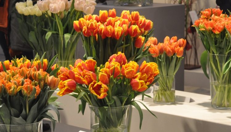 VIII  Wystawa Tulipanów w Warszawie