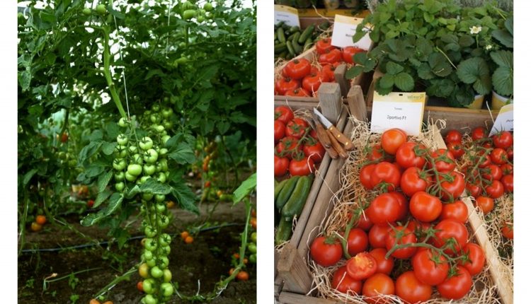 Szczepione pomidory – czemu warto je uprawiać?