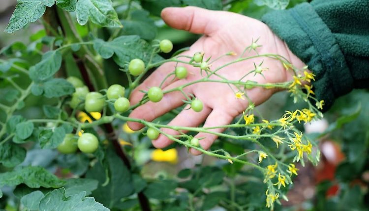 AMORe POMIDORe – czyli jak pokochać uprawę pomidorów