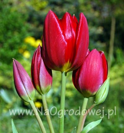 Tulipan 'Red Georgette’