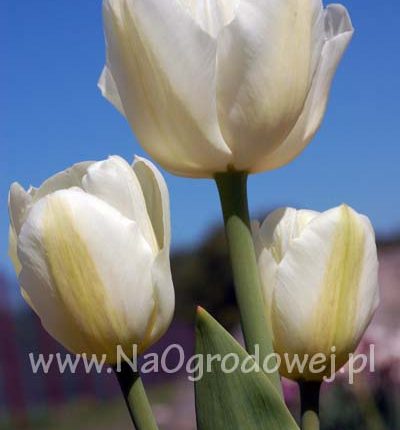 Tulipan 'White Bouquet’