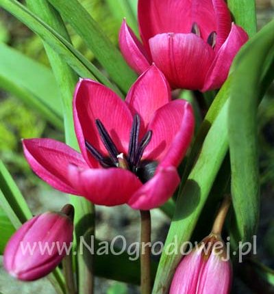 Tulipan niski ‚Violacea Black Base’