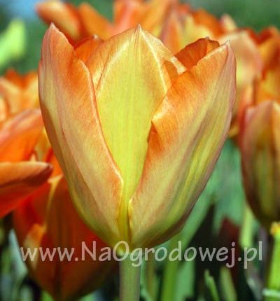 Tulipan 'Orange Emperor’