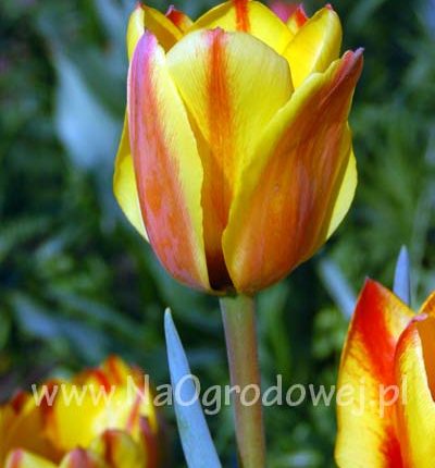Tulipan ‚Cape Cod’