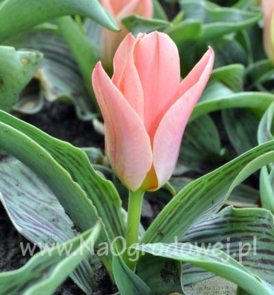 Tulipan 'Dreamboat’