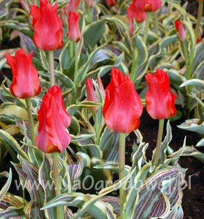 Tulipan 'Fire of Love’