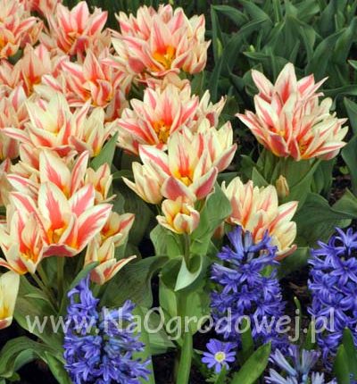 Tulipan 'Quebec’