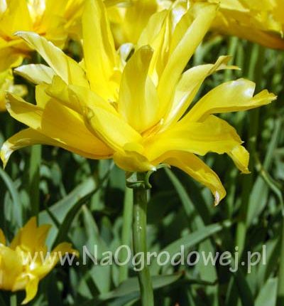 Tulipan ‚Yellow Spider’