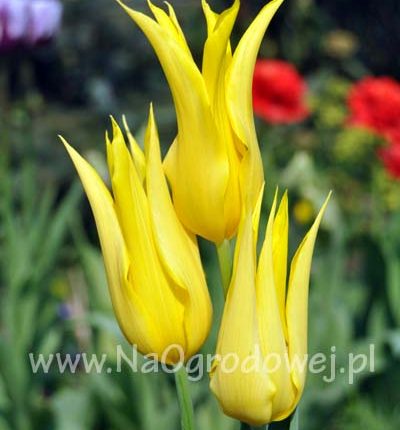 Tulipan 'West Point’