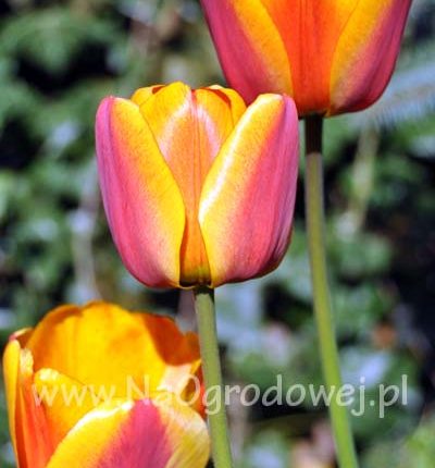 Tulipan 'Apeldoorn’s Elite’