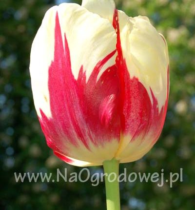 Tulipan 'Burning Heart’