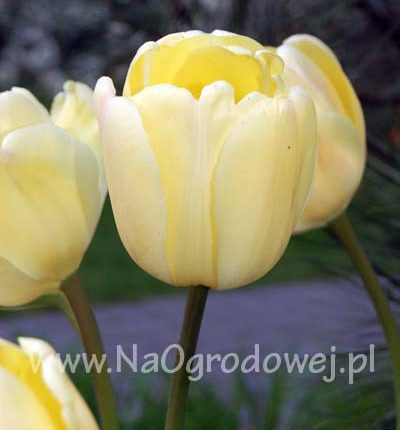 Tulipan 'Ivory Floradale’