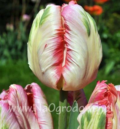 Tulipan 'Apricot Parrot’