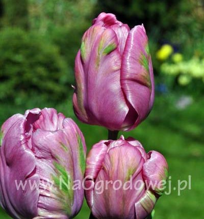 Tulipan 'Rai’