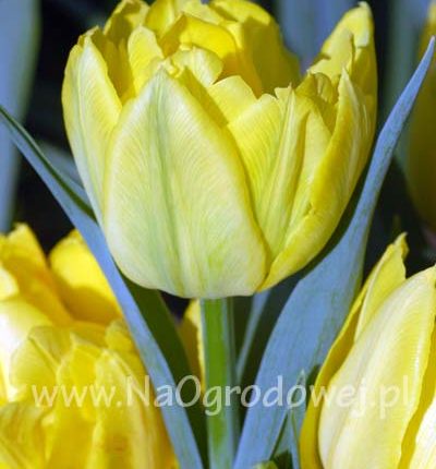 Tulipan 'Monte Carlo’