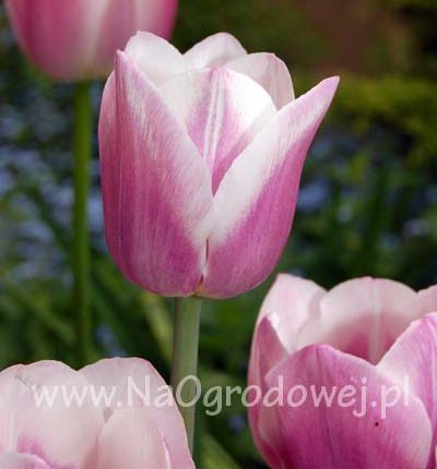 Tulipan 'Dreaming Maid’