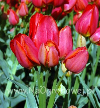 Tulipan 'Orange Bouquet’