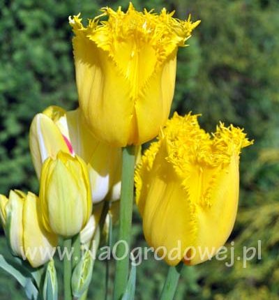 Tulipan 'Hamilton’